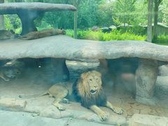 -北京野生动物园