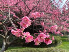 -红梅公园