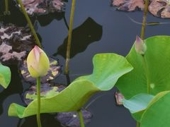 -木塔寺遗址生态公园