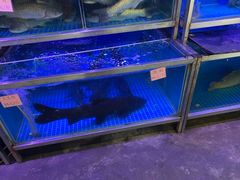 -八仔大富楼·河鲜(西江店)