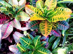 -北京植物园-展览温室