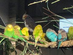 -南宫五洲植物乐园