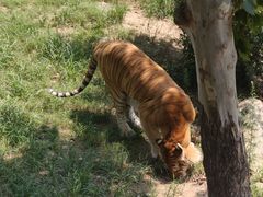 -西霞口神雕山野生动物世界