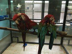 -新加坡飞禽公园