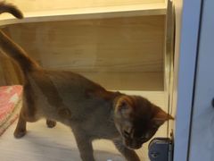 -柚子猫舍·精品猫舍购猫·猫咪认养·购宠·宠物店