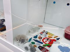 -1013 PET SHOP精品宠物商店(丁香店)