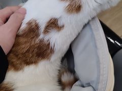 -爱侣·安琦尔宠物医院·中兽医针灸·心内科·狂犬免疫点(宝山区院)