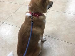 -宠福鑫动物医院·动物疾病诊疗中心(天通苑店)