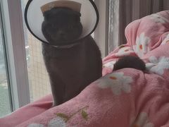 -汪喵宠物医院·骨科心脏影像·犬猫急重症ICU诊疗中心(成华分院)