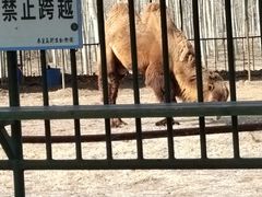 -秦皇岛野生动物园