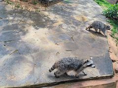 -云南野生动物园