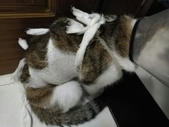 -佳怡动物医院·平价24小时·猫专科骨外科
