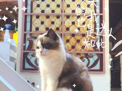 -猫小院猫主题餐厅(南锣旗舰店)