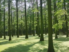 -渌洋湖湿地公园