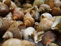 蒸海鲜-北京希尔顿逸林酒店-逸轩西餐厅-自助餐厅