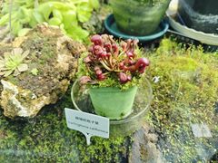 -国家植物园南园