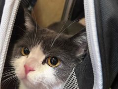 -宠爱国际动物医院·消化内科·心肾内科·ISFM猫友好(望京店)