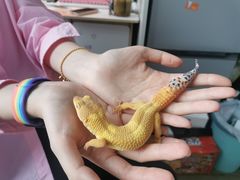 -酷以爬仙阁实体爬宠店·守宫·蜥蜴·专业繁育