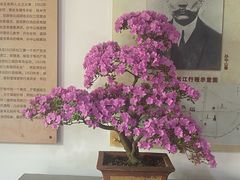 -上海醉白池公园