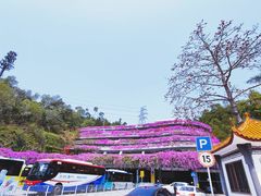 -深圳仙湖植物园-停车场