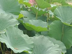-西青郊野公园