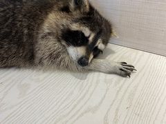 -浣熊柯尔鸭土拨鼠·电玩咖