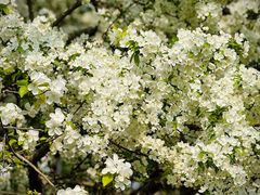 -海棠花溪(元大都城垣遗址公园)