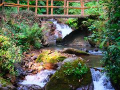 -莫里热带雨林景区