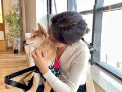 -柴犬小屋·柴餐厅·狗咖食堂(金鼎广场店)