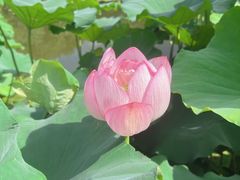 -陈家山荷花公园