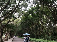 -大湾区中央湿地公园