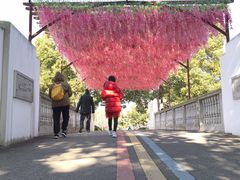 -苏州太湖西山岛开心农场