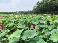 -洪湖生态旅游区