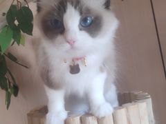 -唐小姐の私宠·宠物洗护美容·撸猫馆·购宠(周浦万达旗舰店)