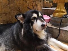 -more than meow吴止猫主题餐厅(承德 中船汇店)