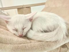 -Heymao猫咖.咖啡厅(东门店)