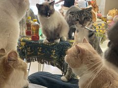 -平行世界·猫咖(首经贸店)