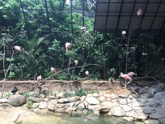 -新加坡飞禽公园