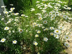 -西安市长乐公园