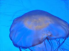 -上海海洋水族馆