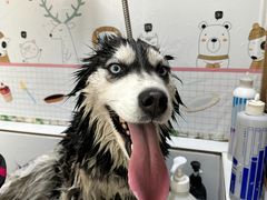-创凡宠物医院·骨专科  猫科中心(西乡分院)