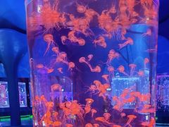 -上海海昌海洋公园