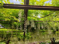 -嘉定紫藤园
