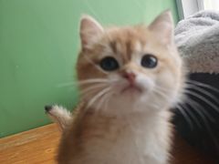 -东方名猫馆·英短金渐层布偶猫舍(环线广场1号楼店)