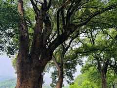 -西湖风景区十里琅珰-五云山