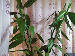 -桂林市花鸟市场