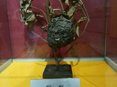 -上海昆虫博物馆