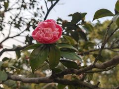 -南山植物园
