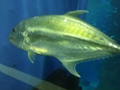 -北戴河圣蓝海洋公园