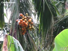 -七仙岭君澜度假酒店